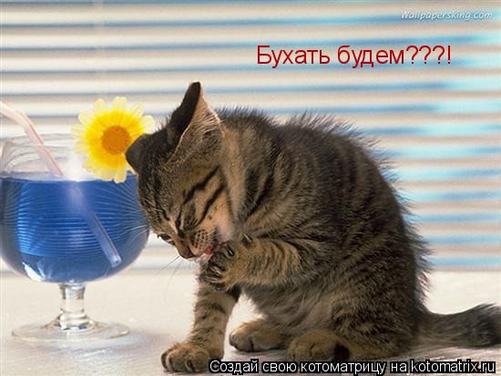 Бухать будем???!... Котоматрица: Бухать будем???!
