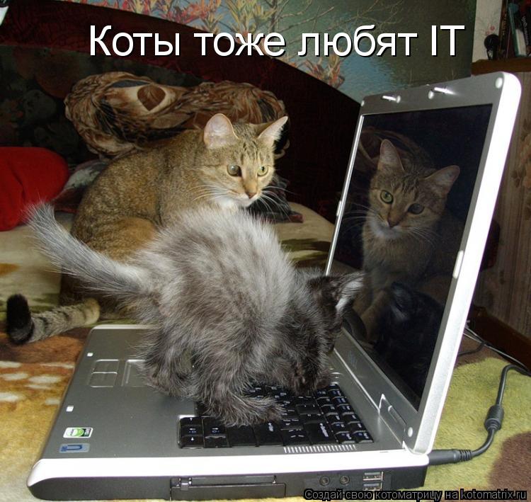 Коты тоже любят IT... Котоматрица: Коты тоже любят IT