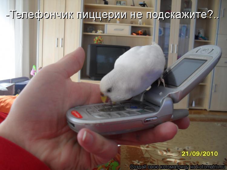 -Телефончик пиццерии не подскажите?..... Котоматрица: -Телефончик пиццерии не подскажите?..
