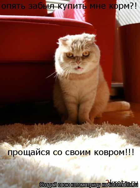 опять забыл купить мне корм?! прощайся со своим ковром!!!... Котоматрица: опять забыл купить мне корм?! прощайся со своим ковром!!!