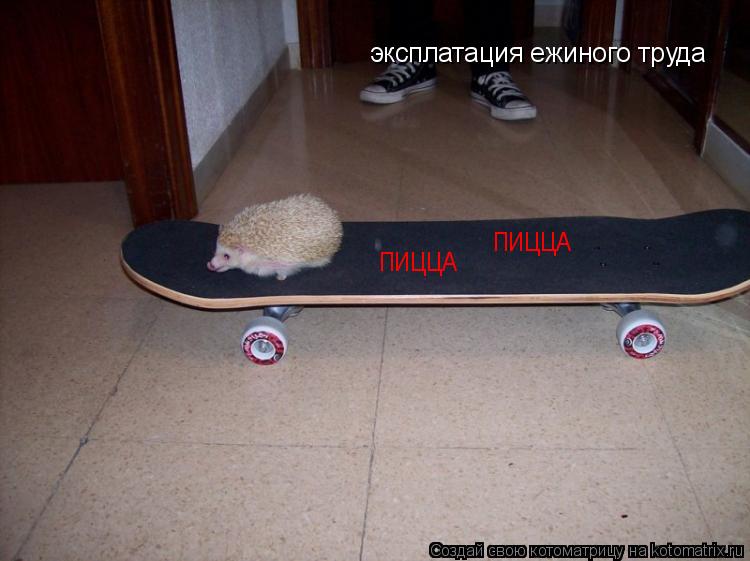 эксплатация ежиного труда ПИЦЦА ПИЦЦА... Котоматрица: эксплатация ежиного труда ПИЦЦА ПИЦЦА