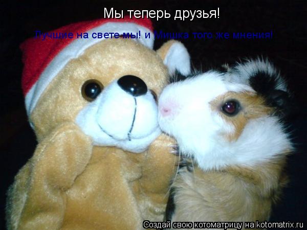 Мы теперь друзья! Лучшие на свете мы! и Мишка того же мнения!... Котоматрица: Мы теперь друзья! Лучшие на свете мы! и Мишка того же мнения!