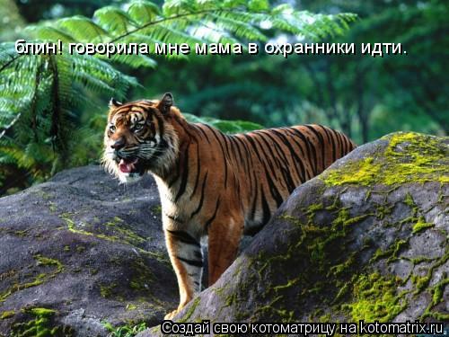 блин! говорила мне мама в охранники идти.... Котоматрица: блин! говорила мне мама в охранники идти.