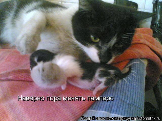 Наверно пора менять памперс... Котоматрица: Наверно пора менять памперс