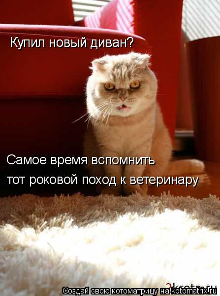 Купил новый диван? Купил новый диван? Самое время вспомнить тот роковой поход к ветеринару... Котоматрица: Купил новый диван? Купил новый диван? Самое время вспомнить тот роковой поход к ветеринару