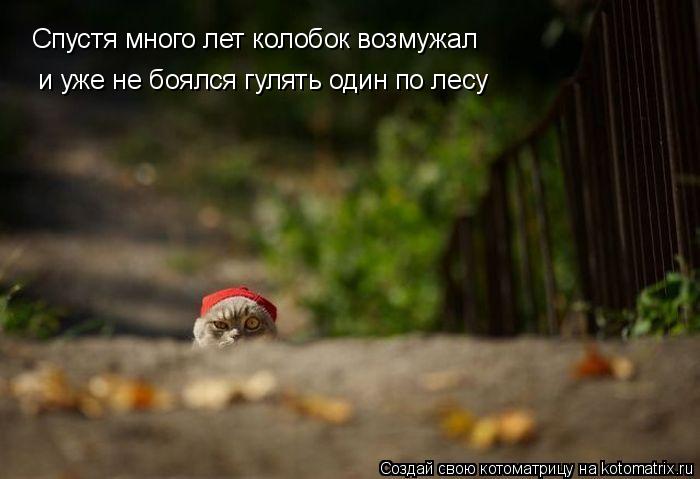 Спустя много лет колобок возмужал и уже не боялся гулять один по лесу... Котоматрица: Спустя много лет колобок возмужал и уже не боялся гулять один по лесу