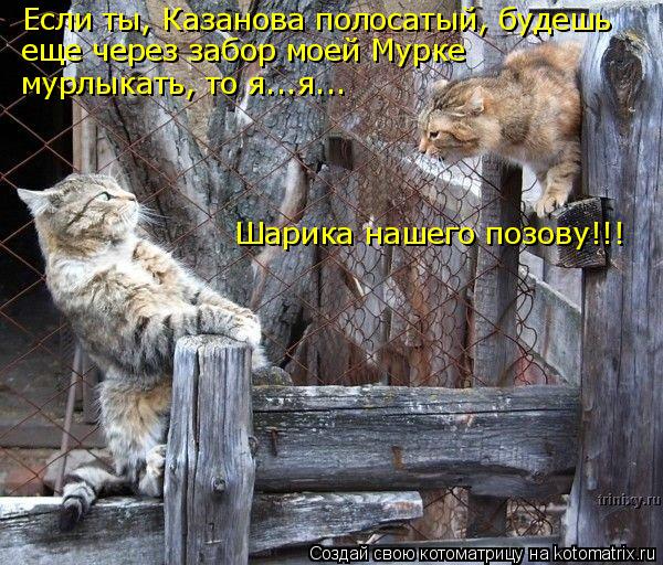 Котоматрица: Если ты, Казанова полосатый, будешь еще через забор моей Мурке мурлыкать, то я...я... Шарика нашего позову!!!