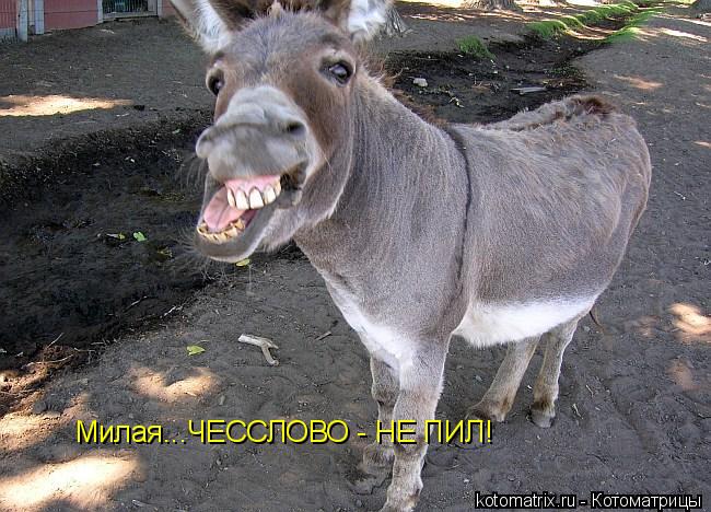 Милая...ЧЕССЛОВО - НЕ ПИЛ!... Котоматрица: Милая...ЧЕССЛОВО - НЕ ПИЛ!