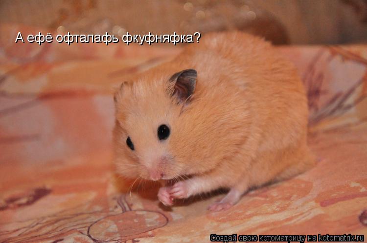 А ефё офталафь фкуфняфка?... Котоматрица: А ефё офталафь фкуфняфка?