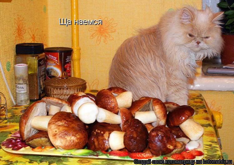 Ща наемся... Котоматрица: Ща наемся