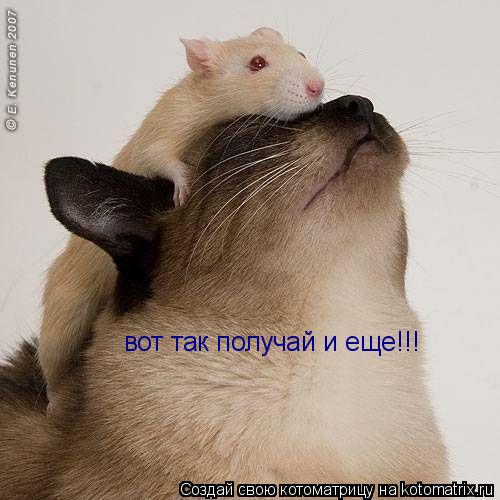 вот так получай и еще!!!... Котоматрица: вот так получай и еще!!!