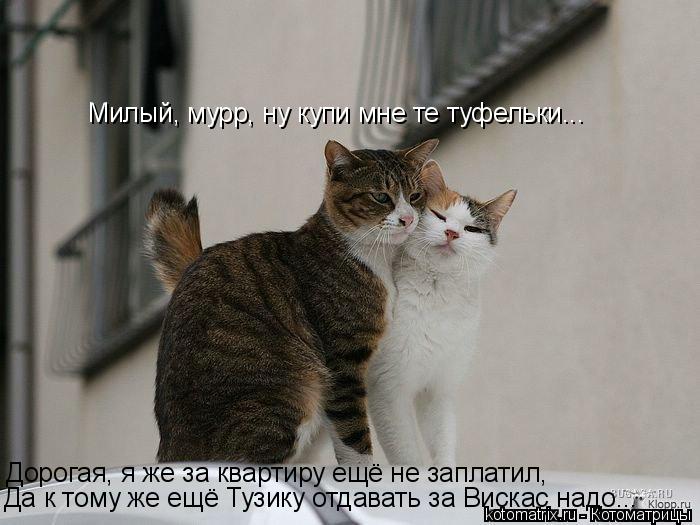 Милый, мурр, ну купи мне те туфельки... Она мне уже не нравится. А денег из меня вытянула...! Да к то... Котоматрица: Милый, мурр, ну купи мне те туфельки... Она мне уже не нравится. А денег из меня вытянула...! Да к тому же ещё Тузику отдавать за Вискас надо... До