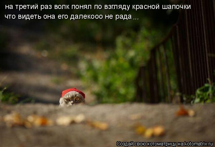 на третий раз волк понял по взгляду красной шапочки что видеть она его далекооо не рада ...... Котоматрица: на третий раз волк понял по взгляду красной шапочки что видеть она его далекооо не рада ...