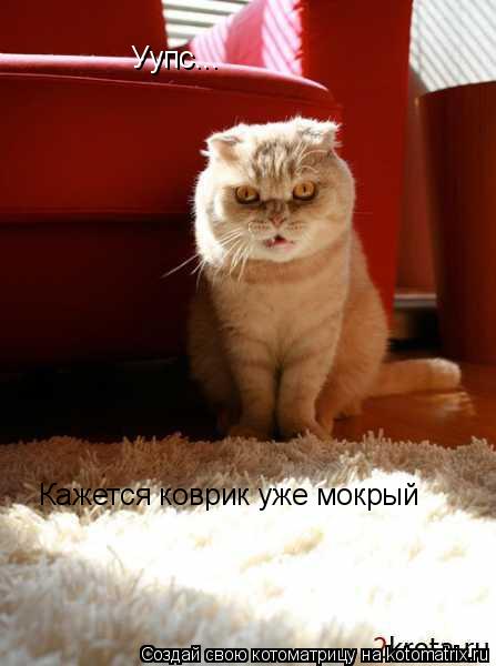 Уупс... Кажется коврик уже мокрый... Котоматрица: Уупс... Кажется коврик уже мокрый