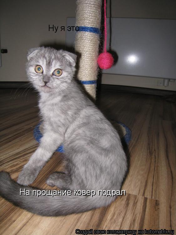 Ну я это На прощание ковер подрал... Котоматрица: Ну я это На прощание ковер подрал