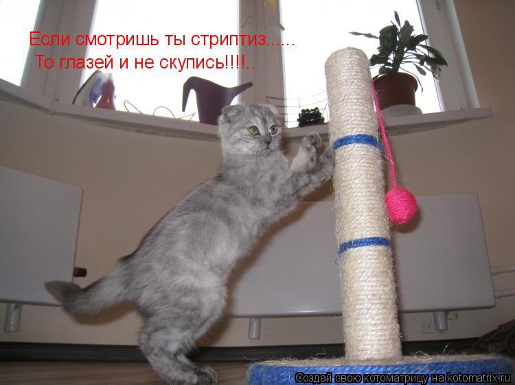 Если смотришь ты стриптиз...... То глазей и не скупись!!!!..... Котоматрица: Если смотришь ты стриптиз...... То глазей и не скупись!!!!..
