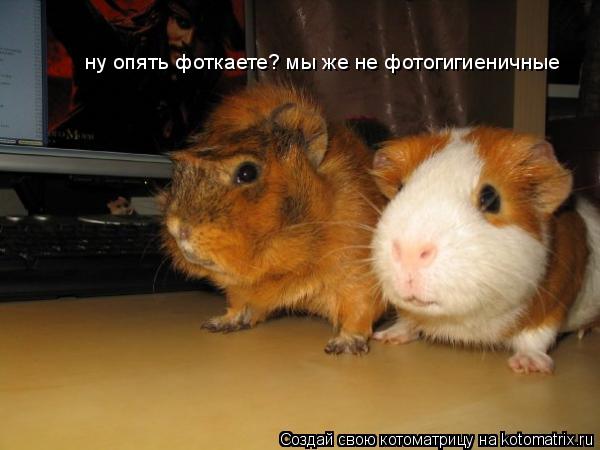 ну опять фоткаете? мы же не фотогигиеничные... Котоматрица: ну опять фоткаете? мы же не фотогигиеничные