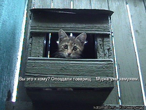 Вы это к кому? Опоздали товарищ... Мурка уже замужем.... Котоматрица: Вы это к кому? Опоздали товарищ... Мурка уже замужем.