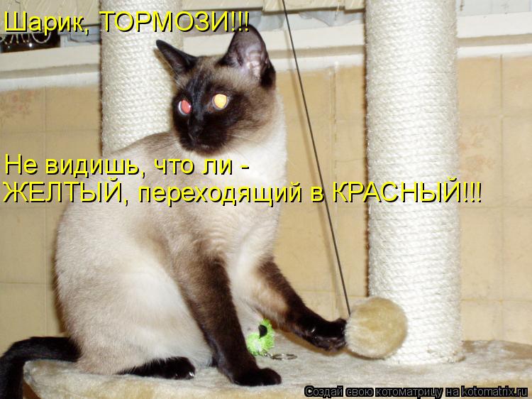 Шарик, ТОРМОЗИ!!! Не видишь, что ли - ЖЕЛТЫЙ, переходящий в КРАСНЫЙ!!!... Котоматрица: Шарик, ТОРМОЗИ!!! Не видишь, что ли - ЖЕЛТЫЙ, переходящий в КРАСНЫЙ!!!