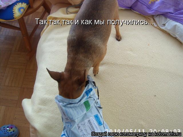 Так,так,так и как мы получились...... Котоматрица: Так,так,так и как мы получились...