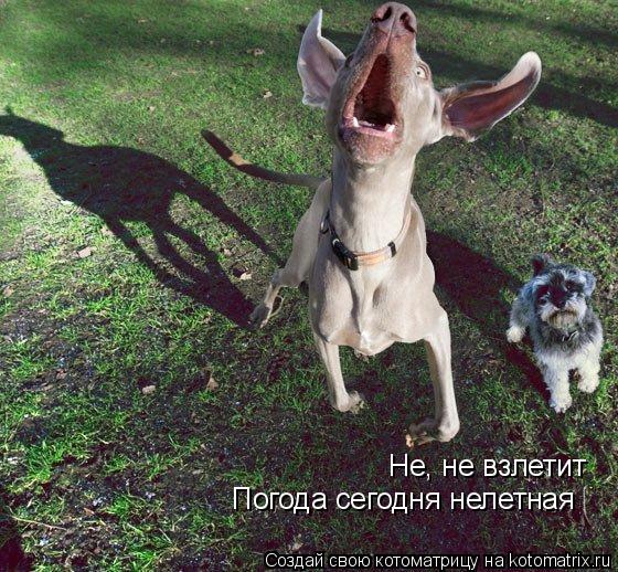 Не, не взлетит Погода сегодня нелетная... Котоматрица: Не, не взлетит Погода сегодня нелетная