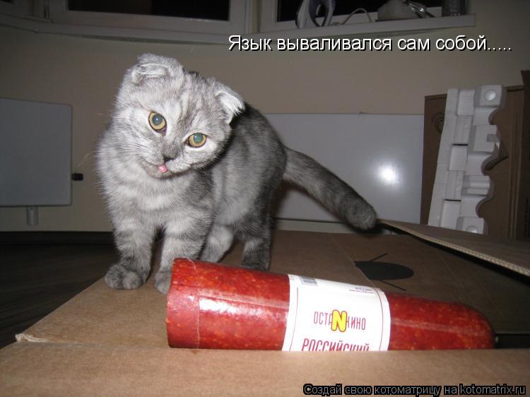 Язык вываливался сам собой........ Котоматрица: Язык вываливался сам собой.....