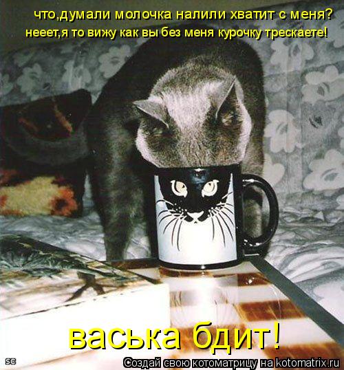 нееет,я то вижу как вы без меня курочку трескаете! васька бдит! что,думали молочка налили хватит с ме... Котоматрица: нееет,я то вижу как вы без меня курочку трескаете! васька бдит! что,думали молочка налили хватит с меня?