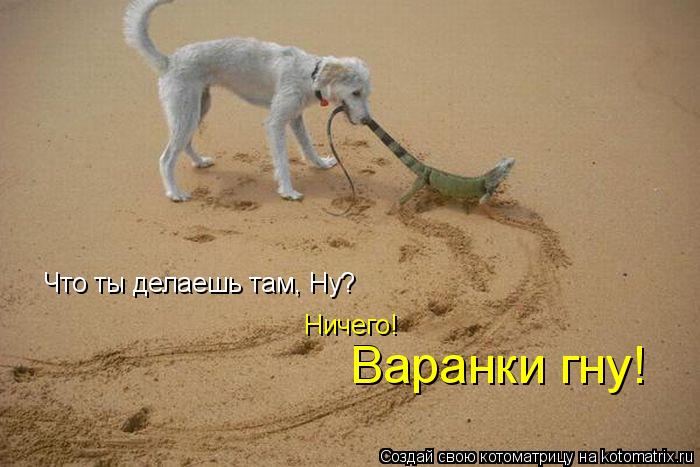 В Варанки гну! Что ты делаешь там, Ну? Ничего!... Котоматрица: В Варанки гну! Что ты делаешь там, Ну? Ничего!