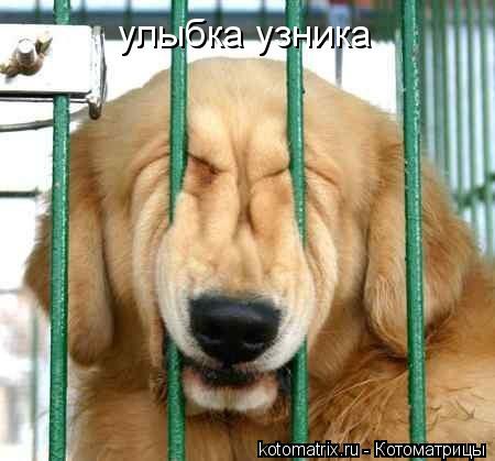 улыбка узника... Котоматрица: улыбка узника