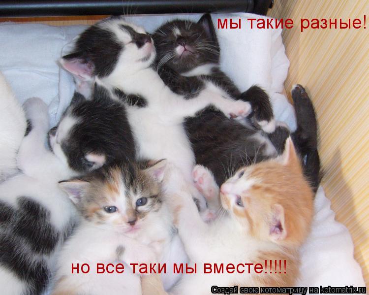 мы такие разные! но все таки мы вместе!!!!!... Котоматрица: мы такие разные! но все таки мы вместе!!!!!