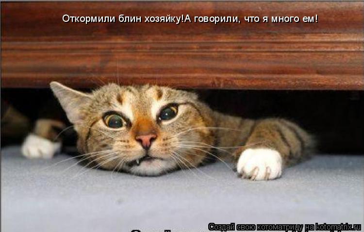 Откормили блин хозяйку!А говорили, что я много ем!... Котоматрица: Откормили блин хозяйку!А говорили, что я много ем!