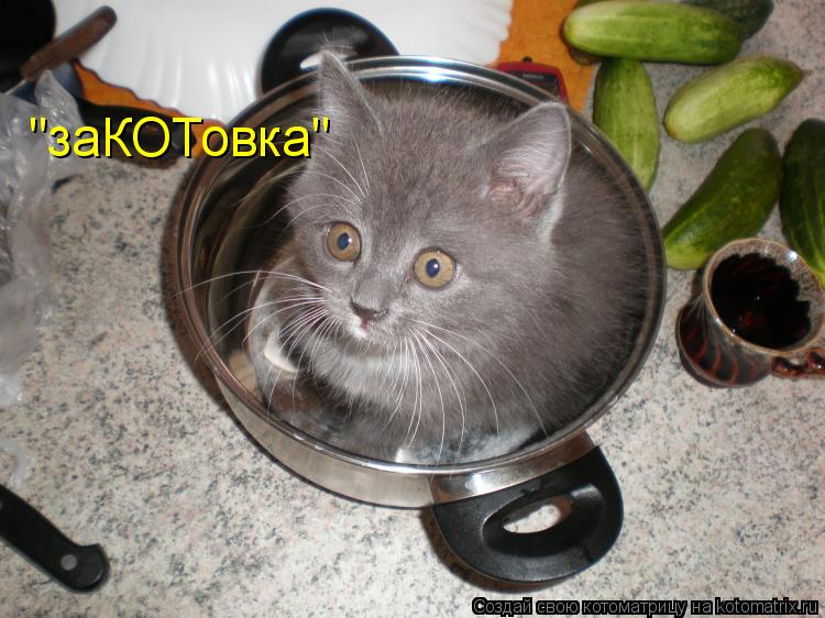 "заКОТовка"... Котоматрица: "заКОТовка"