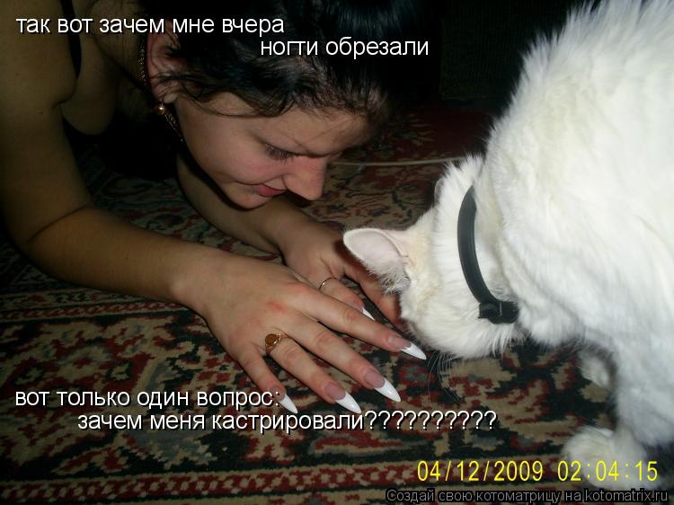 так вот зачем мне вчера ногти обрезали вот только один вопрос: зачем меня кастрировали??????????... Котоматрица: так вот зачем мне вчера ногти обрезали вот только один вопрос: зачем меня кастрировали??????????