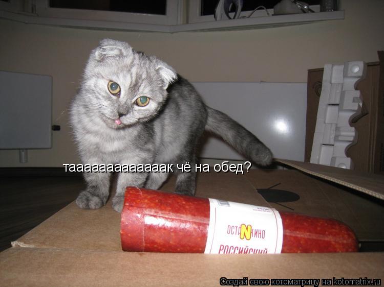 тааааааааааааак чё на обед?... Котоматрица: тааааааааааааак чё на обед?