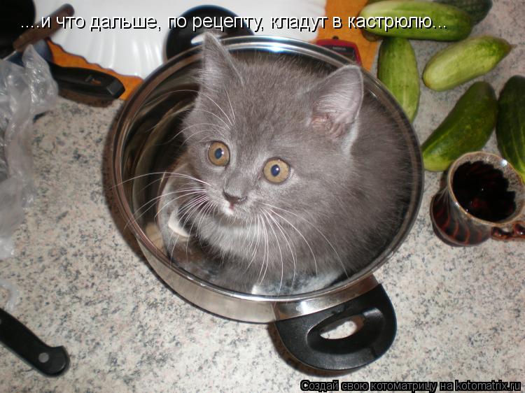 ....и что дальше, по рецепту, кладут в кастрюлю...... Котоматрица: ....и что дальше, по рецепту, кладут в кастрюлю...