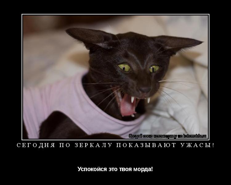 Сегодня по зеркалу показывают ужасы! Успокойся это твоя морда!... Котоматрица: Сегодня по зеркалу показывают ужасы! Успокойся это твоя морда!