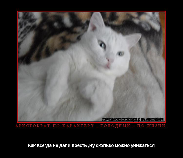 Аристократ по характеру , Голодный - по жизни. Как всегда не дали поесть ,ну сколько можно унижаться... Котоматрица: Аристократ по характеру , Голодный - по жизни. Как всегда не дали поесть ,ну сколько можно унижаться