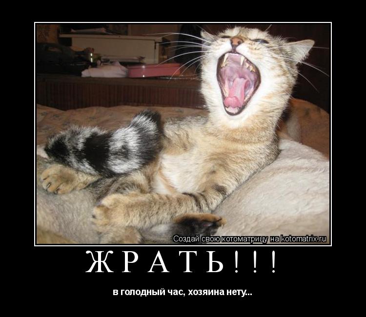 ЖРАТЬ!!! в голодный час, хозяина нету...... Котоматрица: ЖРАТЬ!!! в голодный час, хозяина нету...