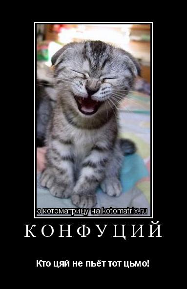 Котоматрица: КОНФУЦИЙ Кто цяй не пьёт тот цьмо!