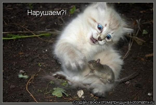 Нарушаем?!... Котоматрица: Нарушаем?!