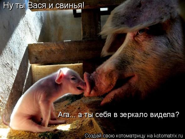Ну ты Вася и свинья! Ага... а ты себя в зеркало видела?... Котоматрица: Ну ты Вася и свинья! Ага... а ты себя в зеркало видела?