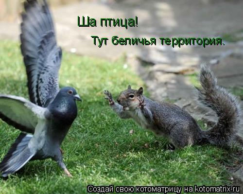 Ша птица! Тут беличья территория.... Котоматрица: Ша птица! Тут беличья территория.