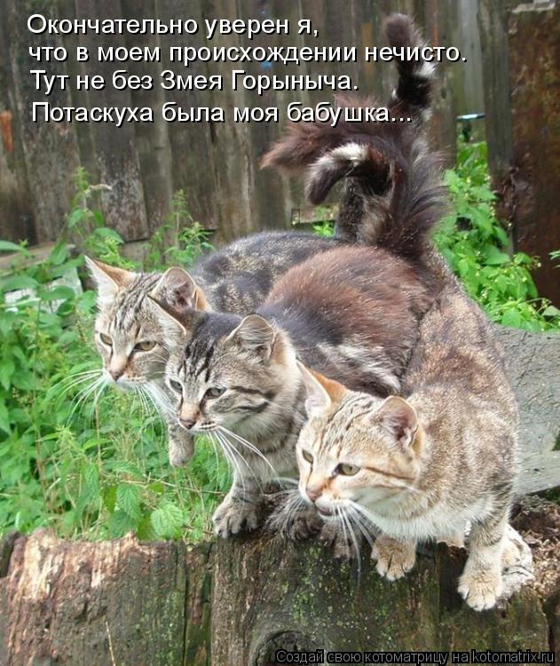 Окончательно уверен я, что в моем происхождении нечисто. Тут не без Змея Горыныча. Потаскуха была моя... Котоматрица: Окончательно уверен я, что в моем происхождении нечисто. Тут не без Змея Горыныча. Потаскуха была моя бабушка...