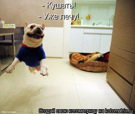 - Кушать! - Уже лечу!... Котоматрица: - Кушать! - Уже лечу!