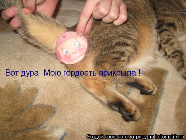 Вот дура! Мою гордость прикрыла!!!... Котоматрица: Вот дура! Мою гордость прикрыла!!!
