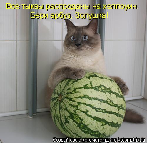 Все тыквы распроданы на хеллоуин. Бери арбуз, Золушка!... Котоматрица: Все тыквы распроданы на хеллоуин. Бери арбуз, Золушка!