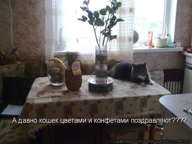 А давно кошек цветами и конфетами поздравляют????... Котоматрица: А давно кошек цветами и конфетами поздравляют????