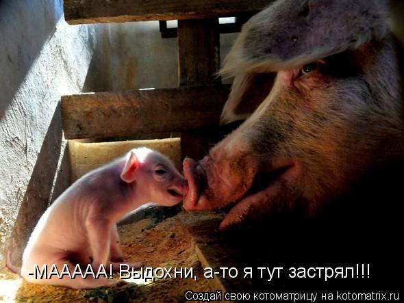 -МААААА! Выдохни, а-то я тут застрял!!!... Котоматрица: -МААААА! Выдохни, а-то я тут застрял!!!
