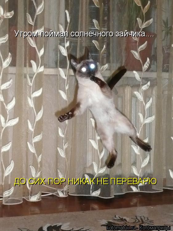 Утром поймал солнечного зайчика.... ДО СИХ ПОР НИКАК НЕ ПЕРЕВАРЮ... Котоматрица: Утром поймал солнечного зайчика.... ДО СИХ ПОР НИКАК НЕ ПЕРЕВАРЮ