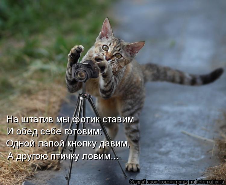 На штатив мы фотик ставим И обед себе готовим: Одной лапой кнопку давим, А другою птичку ловим...... Котоматрица: На штатив мы фотик ставим И обед себе готовим: Одной лапой кнопку давим, А другою птичку ловим...